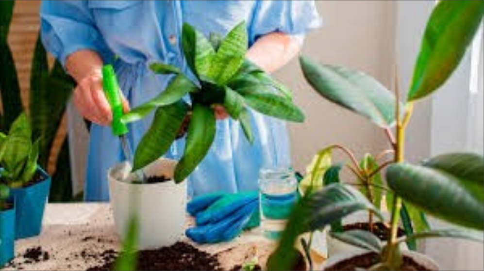   El bicarbonato de sodio mejora la salud de tus plantas de interior. Descubre cómo usarlo sin dañar hojas, raíces ni el sustrato